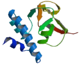 Mothers Against Decapentaplegic Homolog 3 (Smad3)