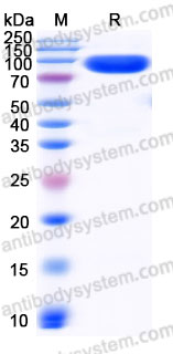 AHE26002, SDS-PAGE