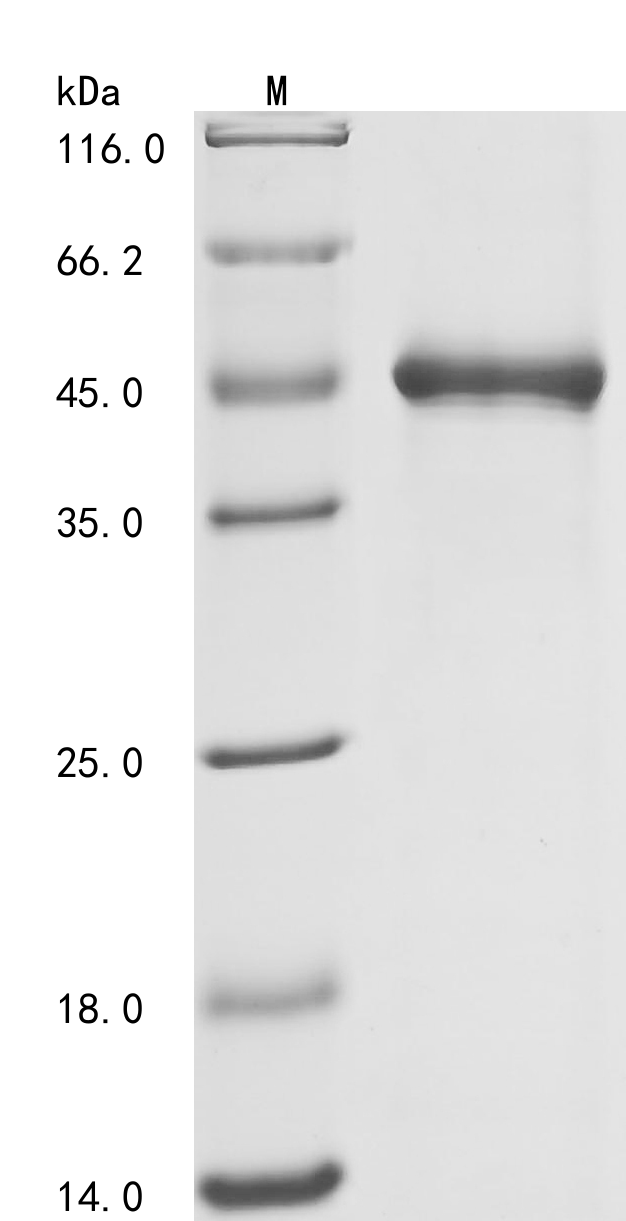 SDS-PAGE