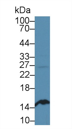 14630