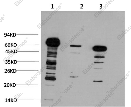 Вестерн-блоттинг, Ubiquitin, клетки HeLa, 3T3 и ткань мозга крысы