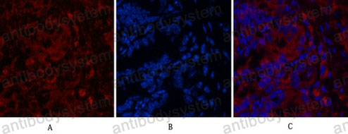 Валидация IF - AntibodySystem RHB95907 (217)