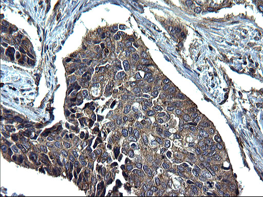 Валидация AssayVector ARM1046(129)