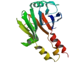 Mothers Against Decapentaplegic Homolog 5 (Smad5)