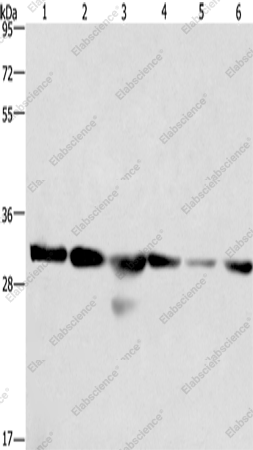 Вестерн-блоттинг, PHB, клетки 293T, A549, HeLa, PC3, ткань гепатоцеллюлярной карциномы человека и ткань сердца мыши