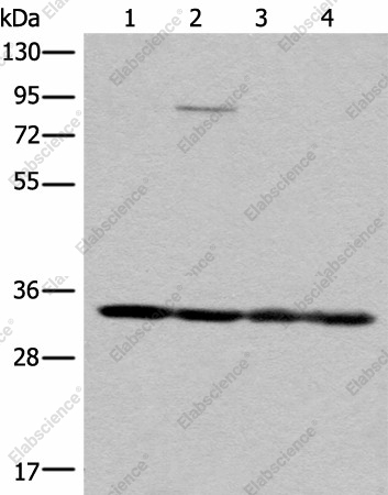 Вестерн-блоттинг, MRPL1, клетки K562, HEPG2, 231 и Jurkat