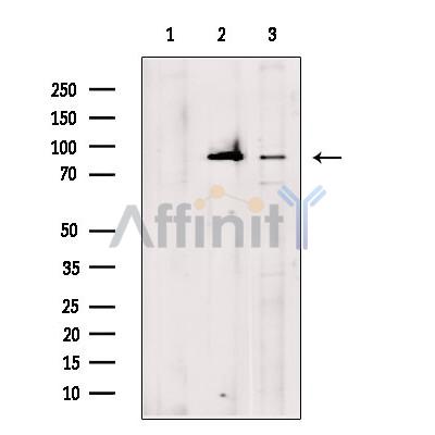 Валидация Affinity DF13735 - 9378