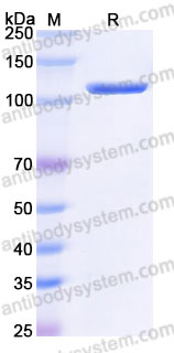 EHG78802, SDS-PAGE