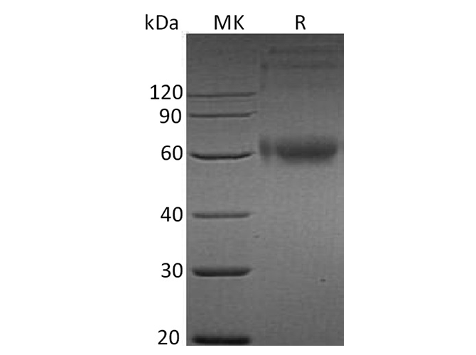 Валидация Elabscience PKSH033636(3922)