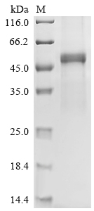 SDS-PAGE