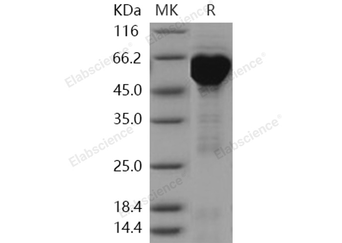 Валидация Elabscience PKSH031150(1922)