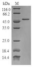 SDS-PAGE