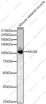 Вестерн-блоттинг, MUSK, скелетная мышь