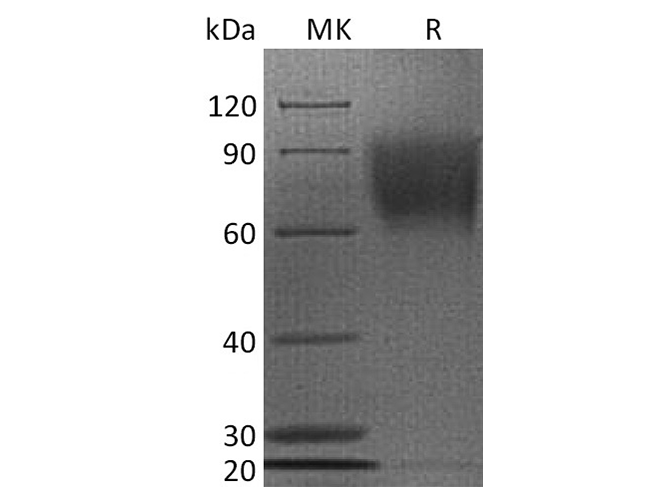 Валидация Elabscience PKSH033727(4005)