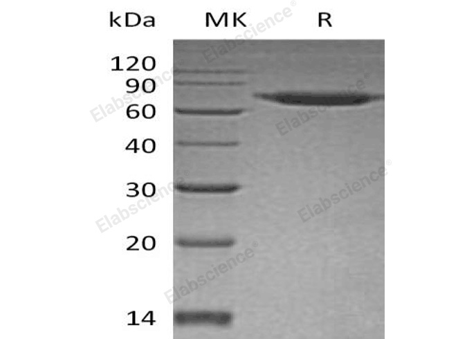 Валидация Elabscience PKSH033028(3407)
