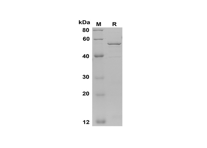 Валидация Elabscience PDEH100580(92)