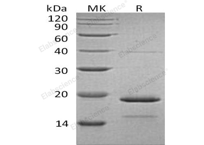 Валидация Elabscience PKSH032524(2983)