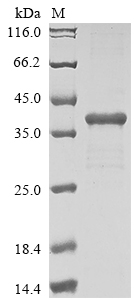 SDS-PAGE