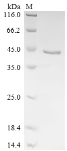SDS-PAGE
