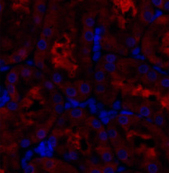 Валидация Elabscience E-AB-31629