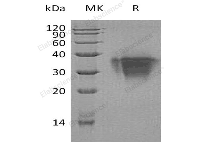 Валидация Elabscience PKSH033169(3522)
