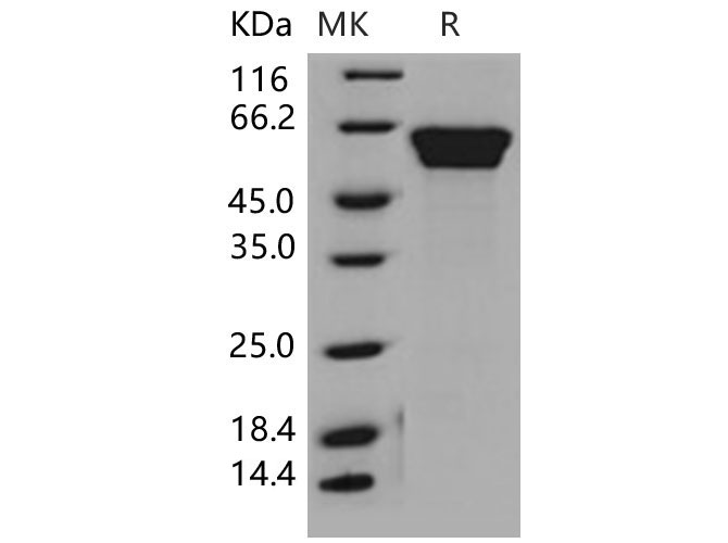 Валидация Elabscience PKSM040606(4592)