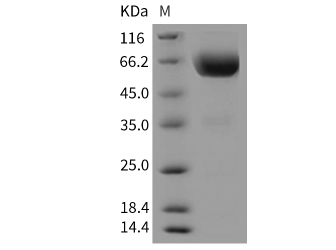 Валидация Elabscience PKSM040339(4343)