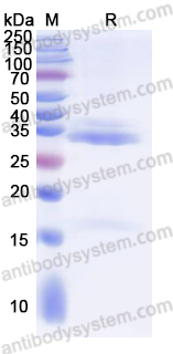 Валидация AntibodySystem YHK67701