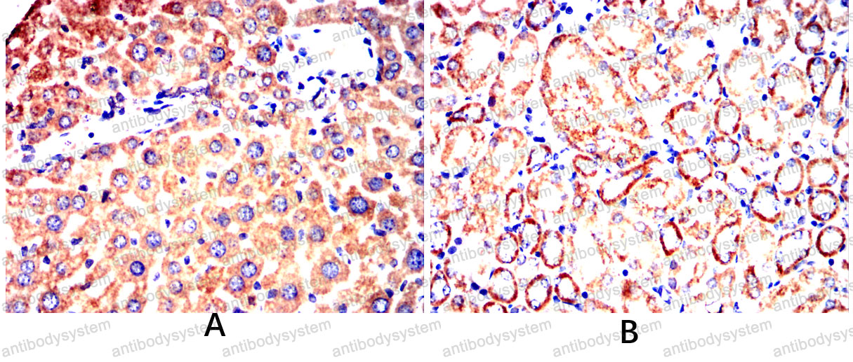 Валидация AntibodySystem RHB76001 (368)