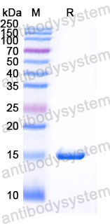 Валидация SDS-PAGE - AntibodySystem RHJ12901