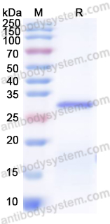 Валидация AntibodySystem YHD50101