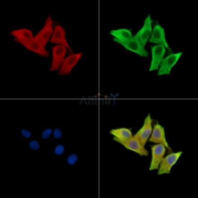 Валидация Affinity DF15505 - 11883