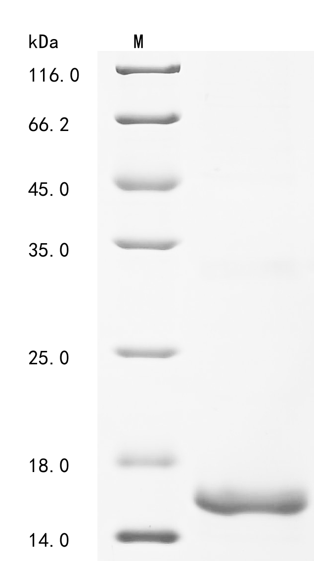 SDS-PAGE