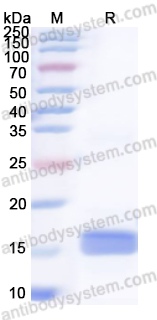 Валидация AntibodySystem YHF71601