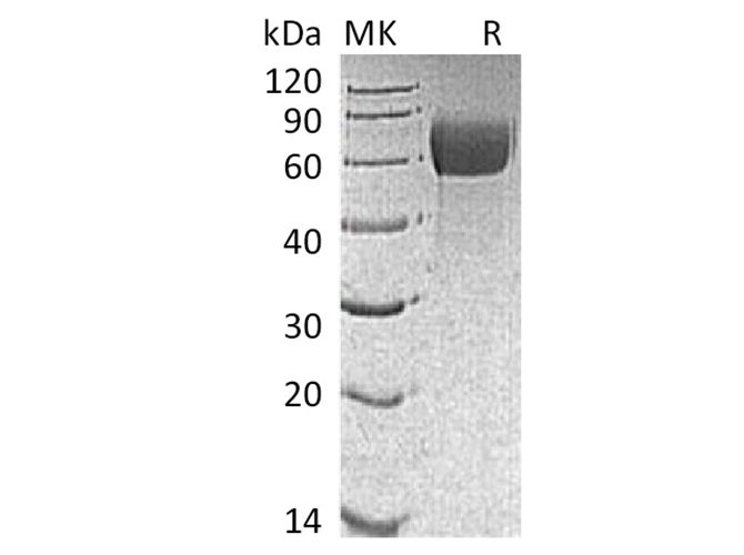 Валидация Elabscience PKSM041372(5266)