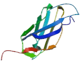 Cell Adhesion Molecule Related/Down Regulated By Oncogenes (ORCAM) Cell Adhesion Molecule Related/Down Regulated By Oncogenes (ORCAM)