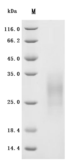 SDS-PAGE