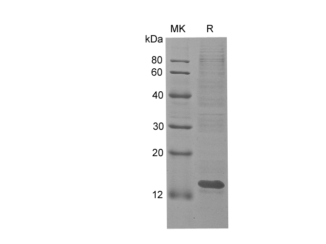 Валидация Elabscience PDEH100761(205)