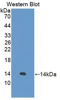 55152