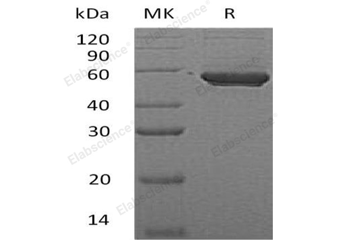 Валидация Elabscience PKSH032888(3291)