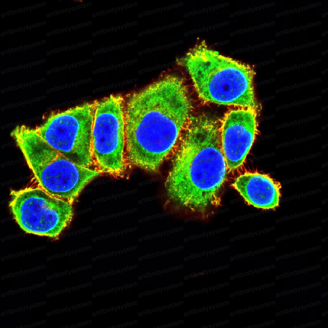 Валидация IF - AntibodySystem RHE77502