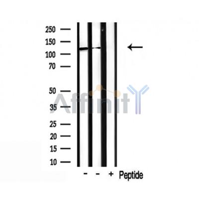 Валидация Affinity DF3543 - 14489
