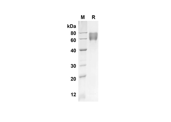 Валидация Elabscience PDMH100254(877)