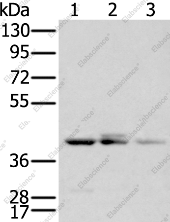 Вестерн-блоттинг, APOBEC3D, ткань тимуса мыши и клетки A549, Lovo, K562