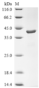 SDS-PAGE