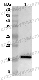Валидация AntibodySystem PHB32001