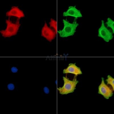 Валидация Affinity DF14157 - 9966