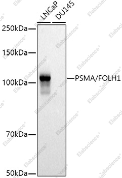 Вестерн-блоттинг, PSMA/FOLH1, различные клеточные линии