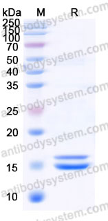 AHF36804, SDS-PAGE