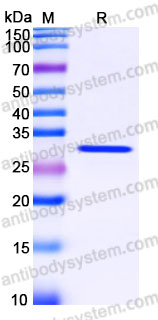 YHG78502, SDS-PAGE